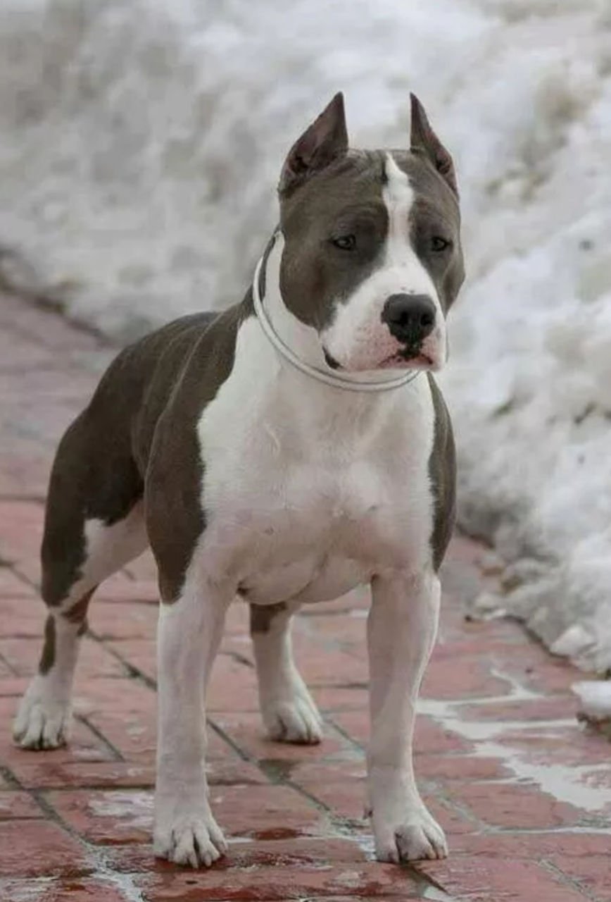 Американский стаффордширский терьер