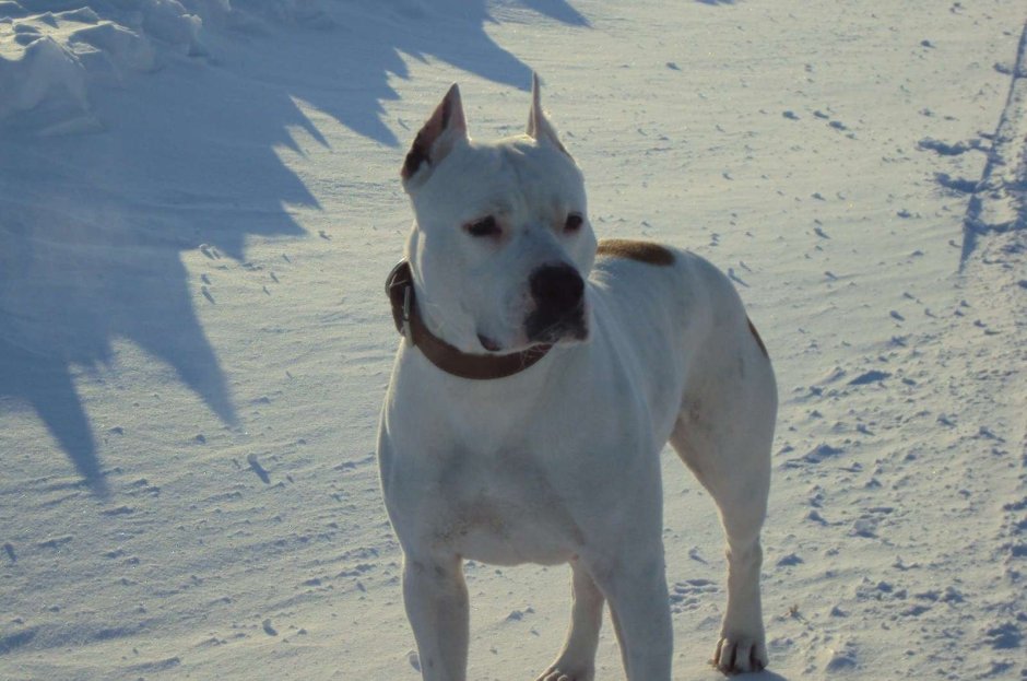 Американский стаффордширский терьер белый