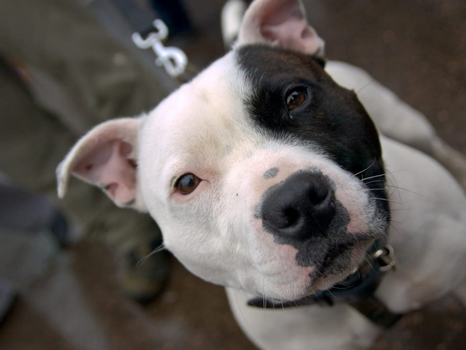 Стаффордширский терьер морда