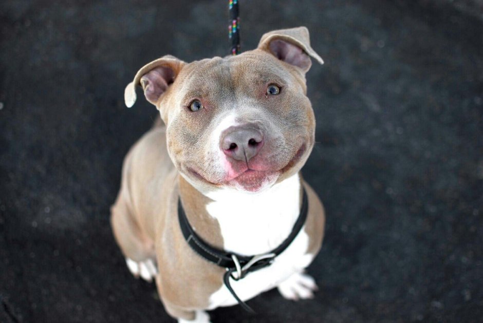 Американский стаффордширский терьер