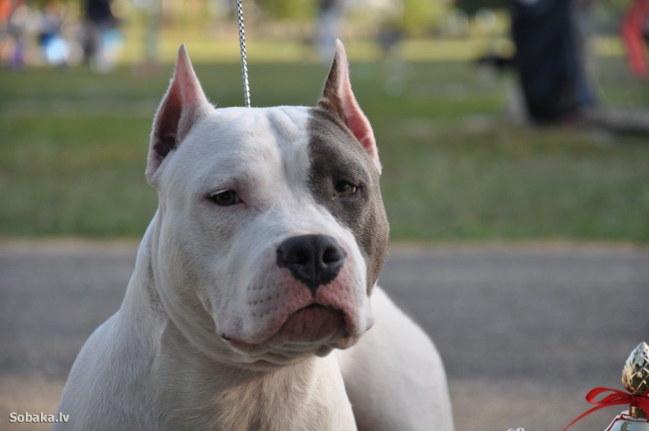 Американский стаффордширский терьер белый