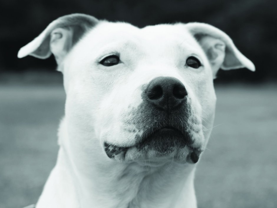 Собака стаффордширский терьер