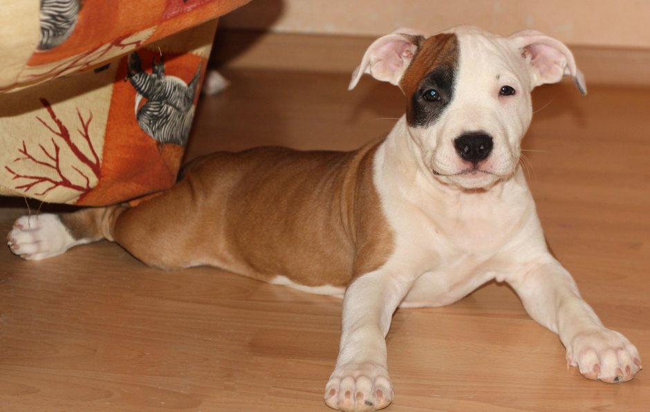 Стаффордширский терьер щенок воспитание