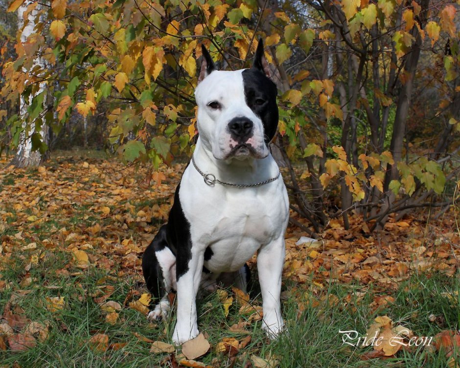 Стаффордширский терьер черно белый