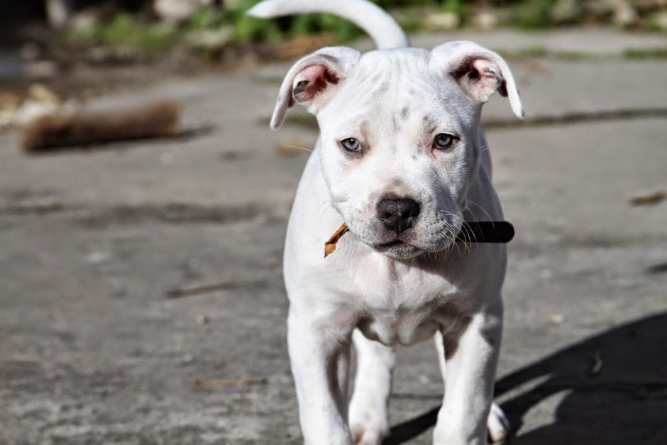 Стаффордширский терьер белый