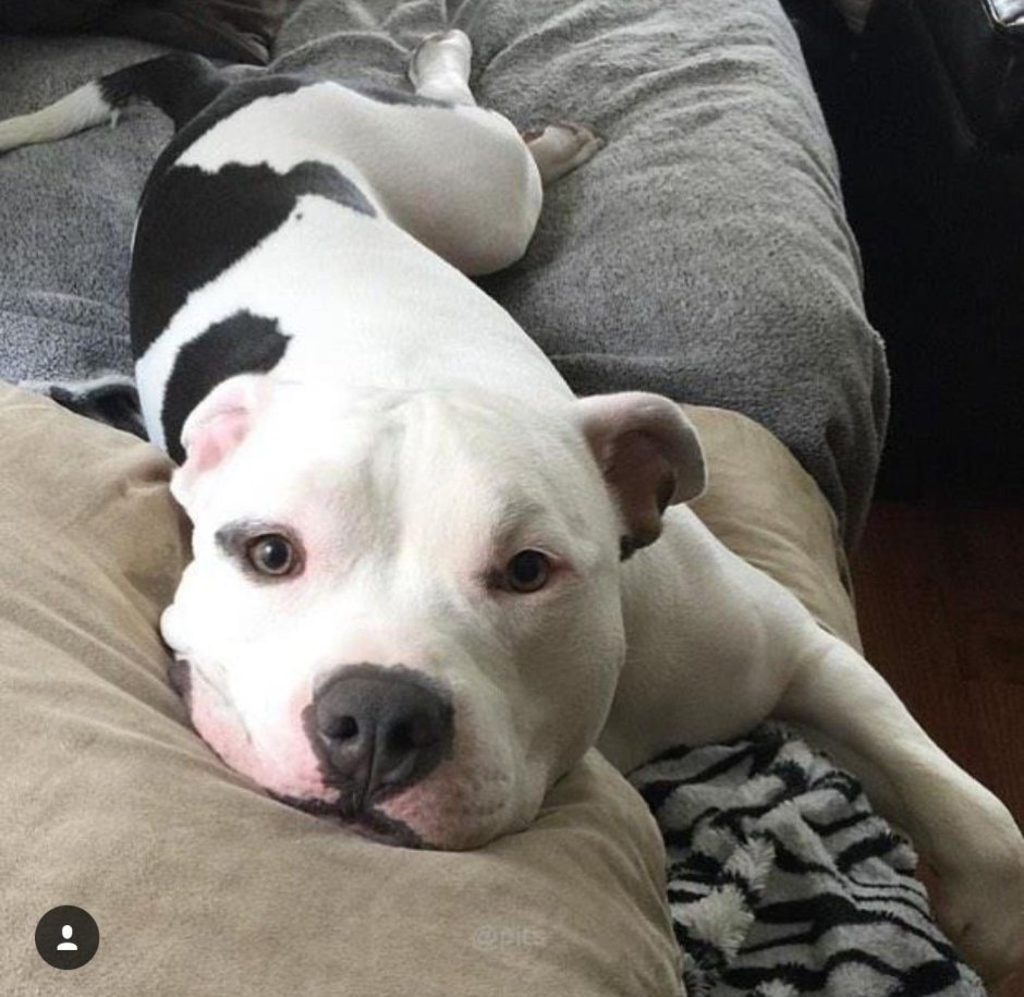 Стаффорд милые фото