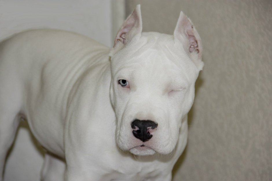 Стаффордширский терьер белый окрас