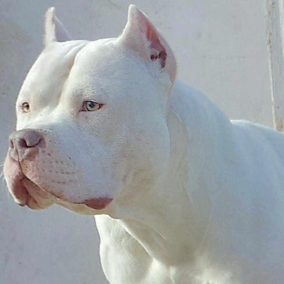 Аргентинский стаффордширский терьер