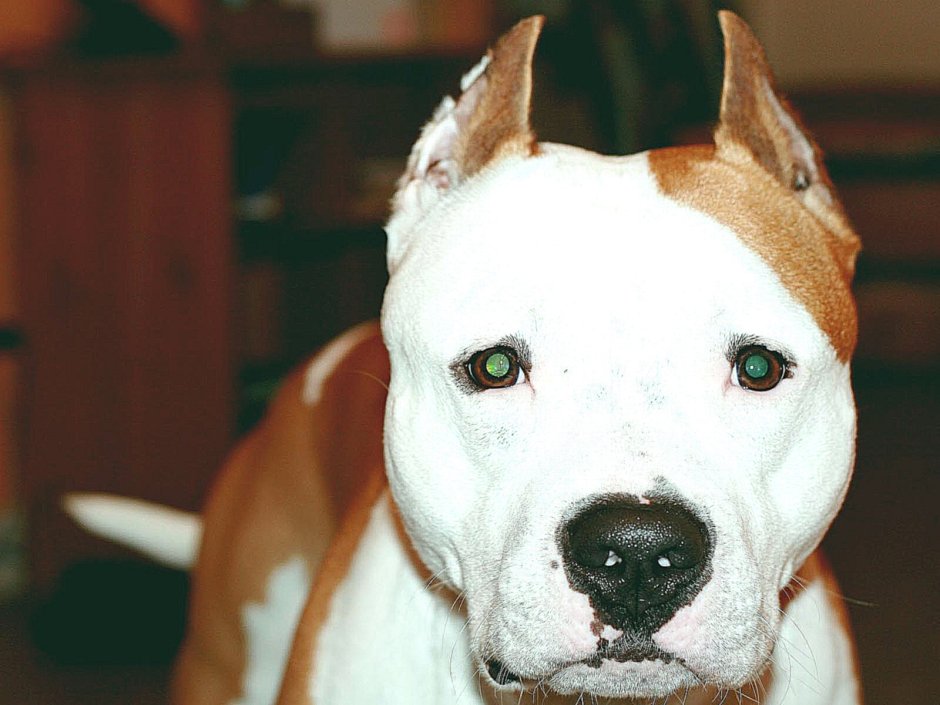 Аргентинский стаффордширский терьер белый