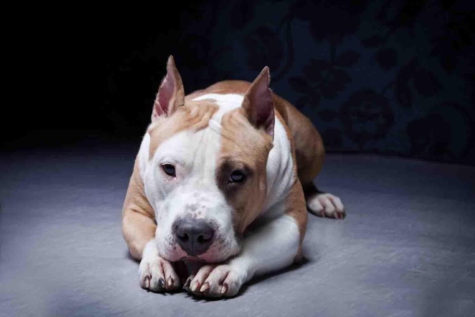 Американский стаффордширский терьер белый