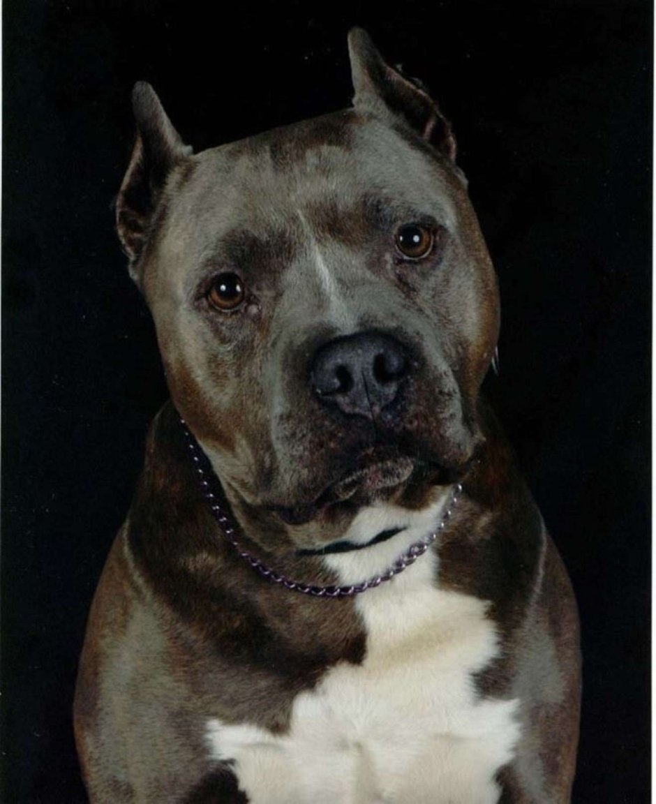 Терьер Стаффорд стаффордширский