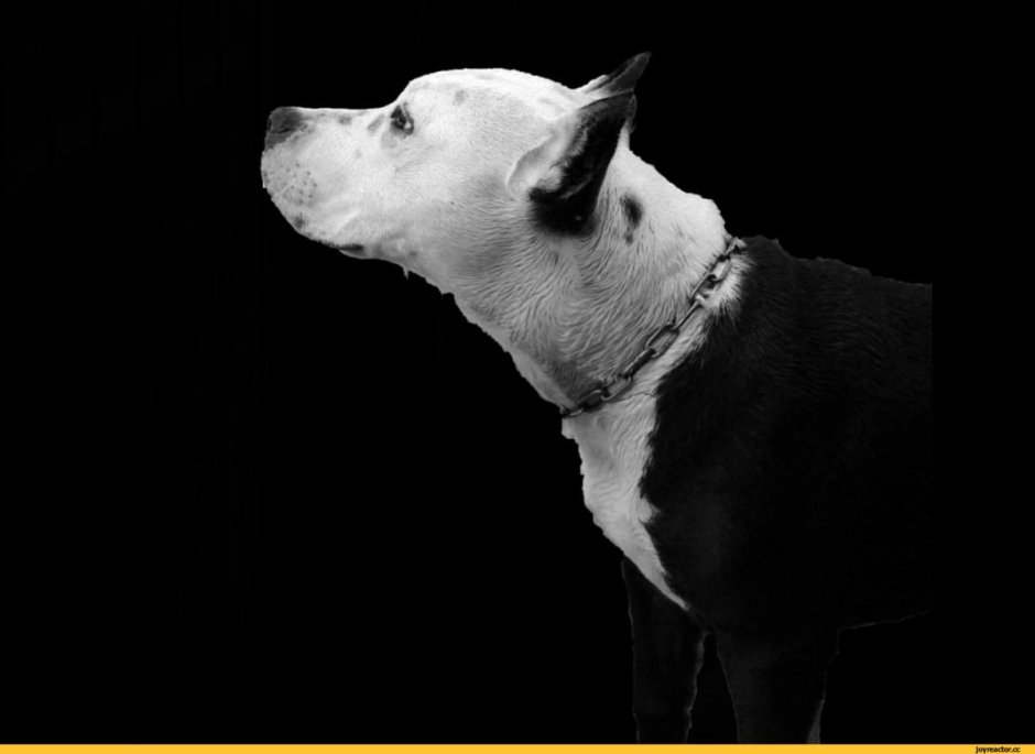 Питбуль черно белый