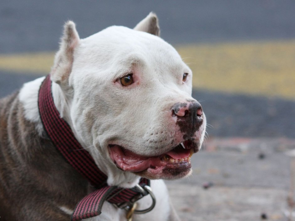 Американский питбультерьер злой