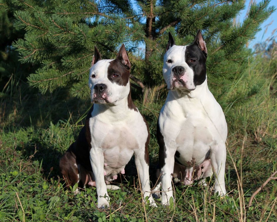 Американский стаффордширский терьер белый