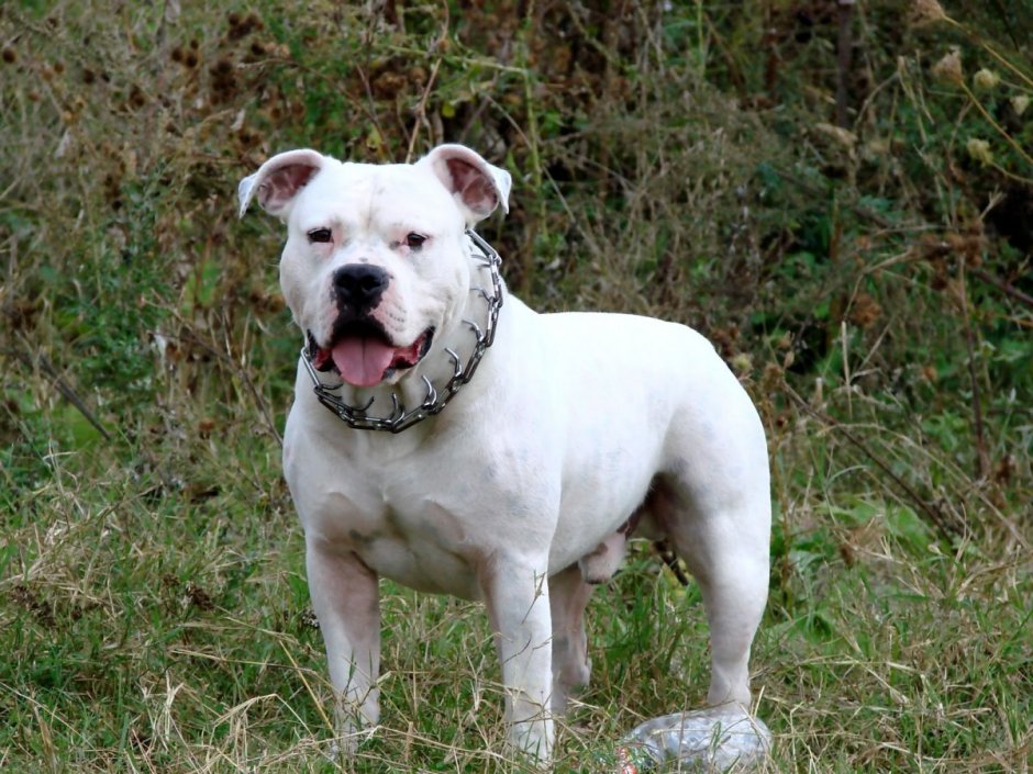 Порода белый стаффордширский терьер