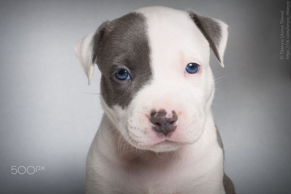 Стаффорд обои