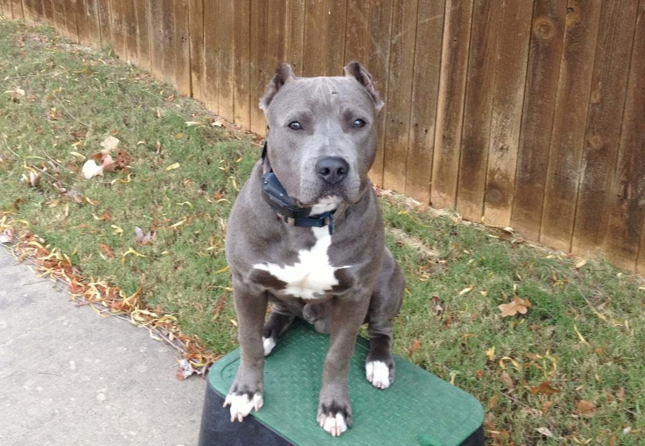 Американский стаффордширский терьер серый