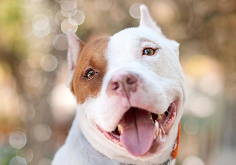 Питбуль белый