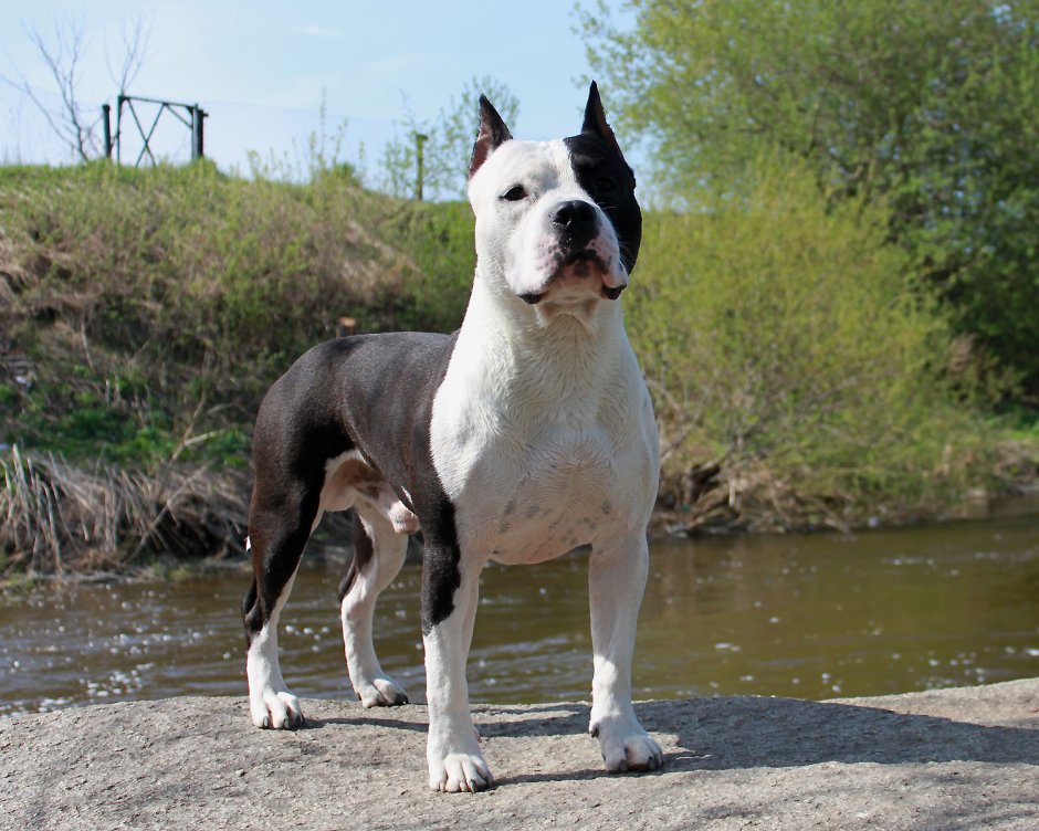 Стаффордширский терьер белый