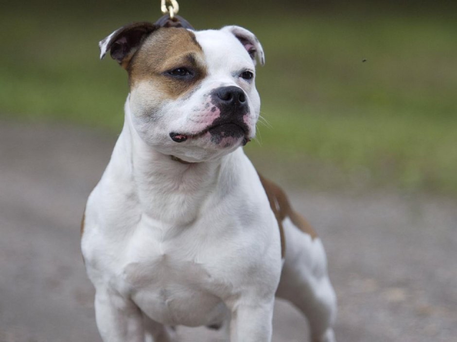Американский стаффордширский терьер
