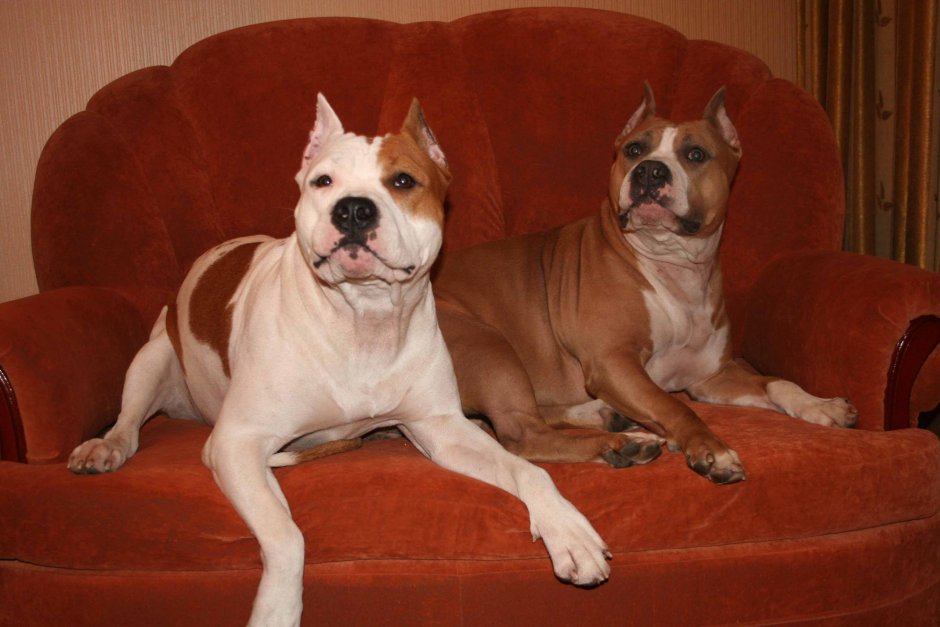 Стаффордширский терьер персиковый