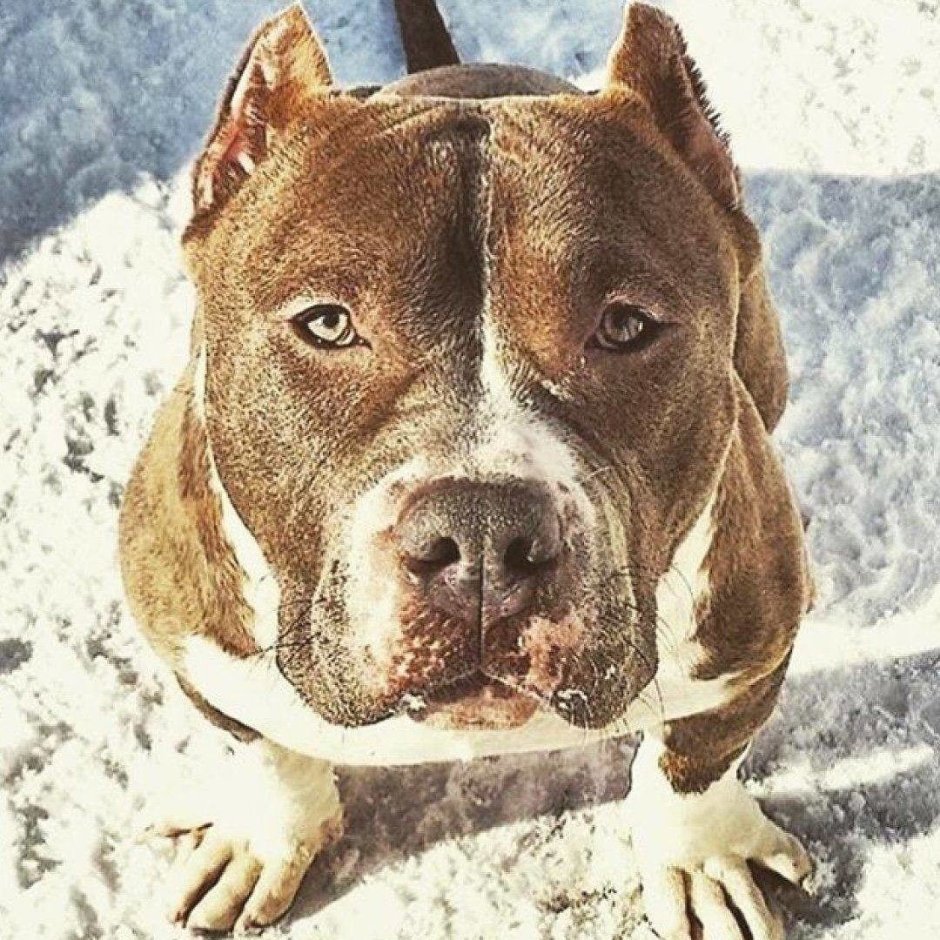 Инстаграм питбуль