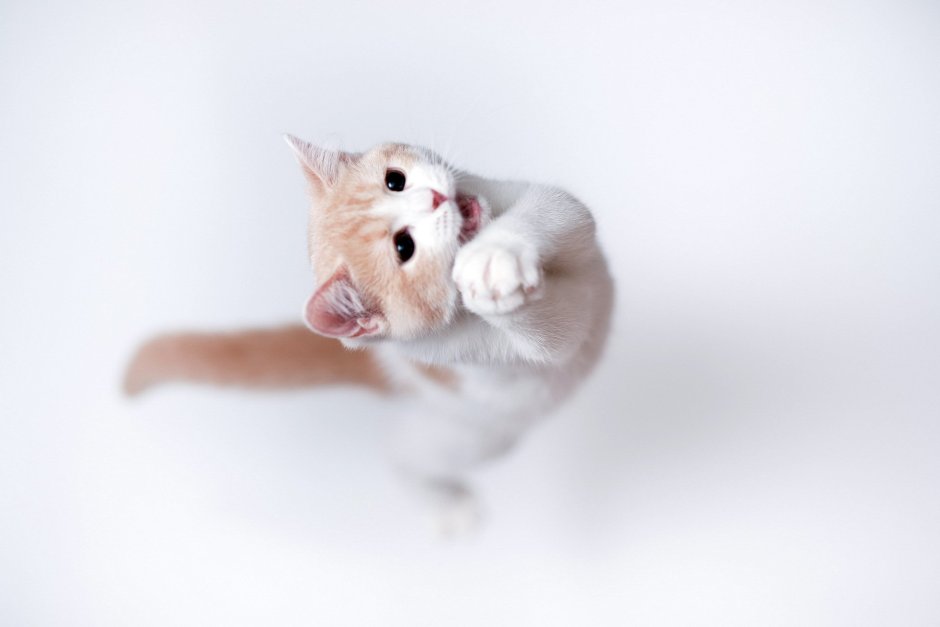 Котик на Светлом фоне