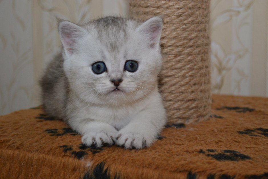 Шотландский вислоухий котенок серебристая шиншилла