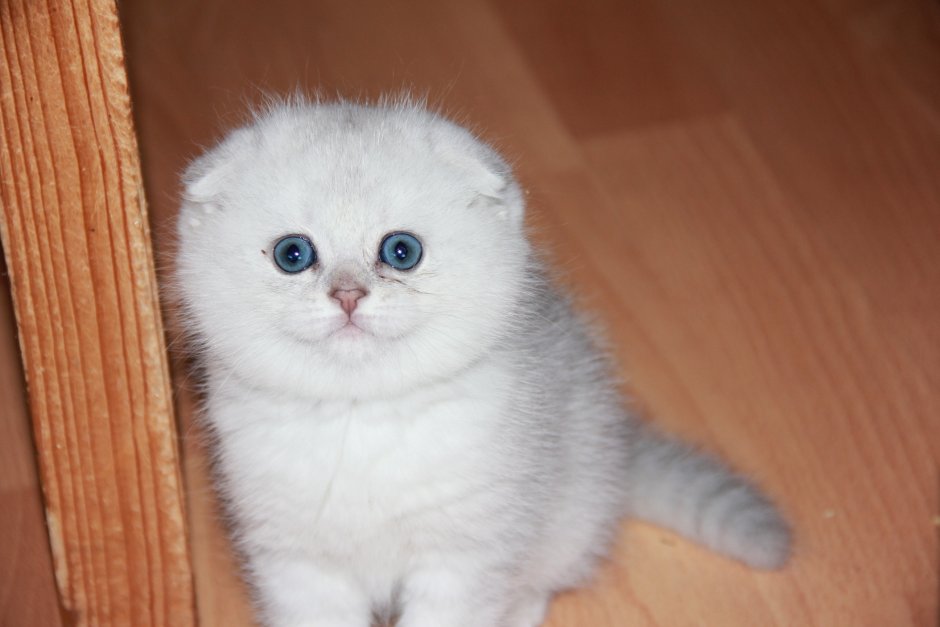 Белая шиншилла кошка вислоухая