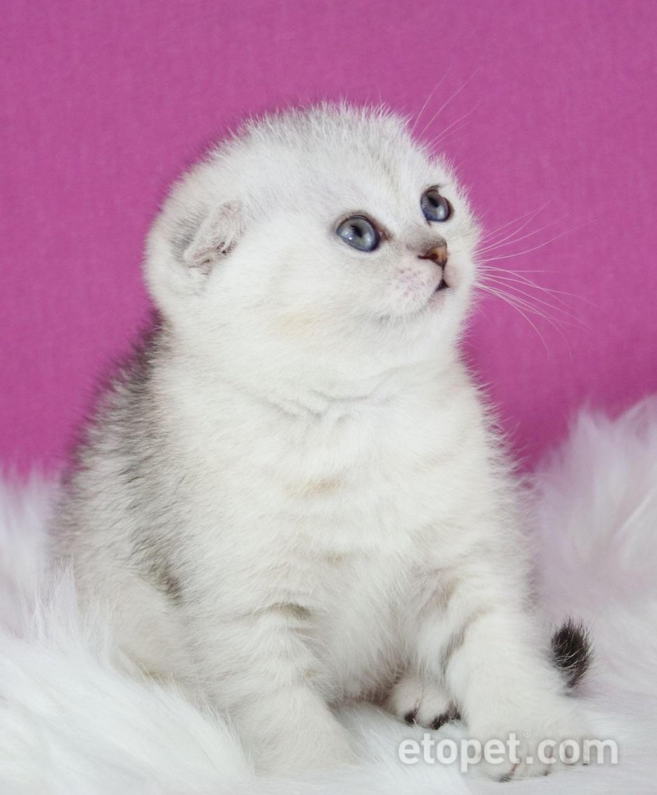Шотландские шиншиллы котята