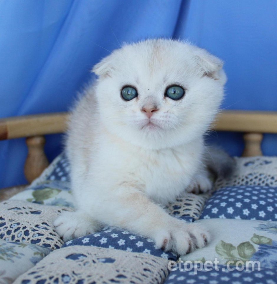 Шотландская вислоухая серебристая шиншилла