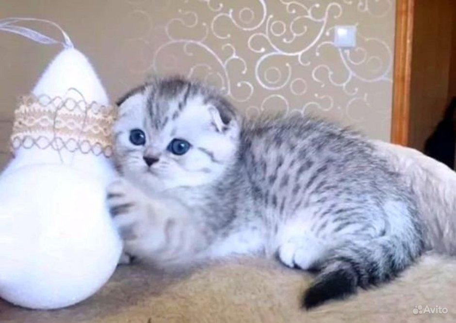 Скоттиш страйт серебристая шиншилла