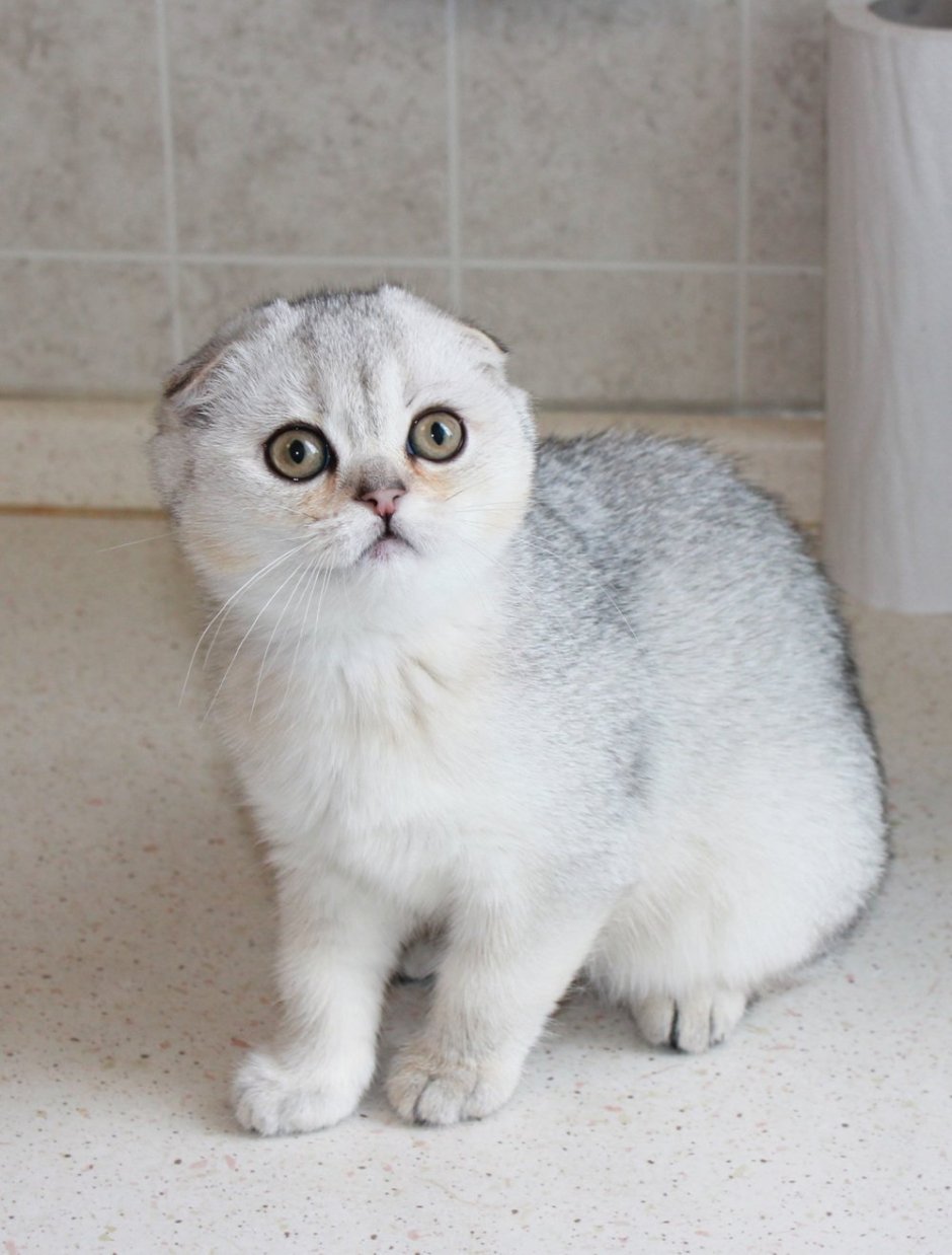 Шотландская вислоухая кошка шиншилла