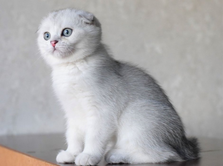 Хайленд фолд шиншилла