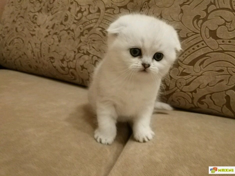 Шотландская вислоухая шиншилла