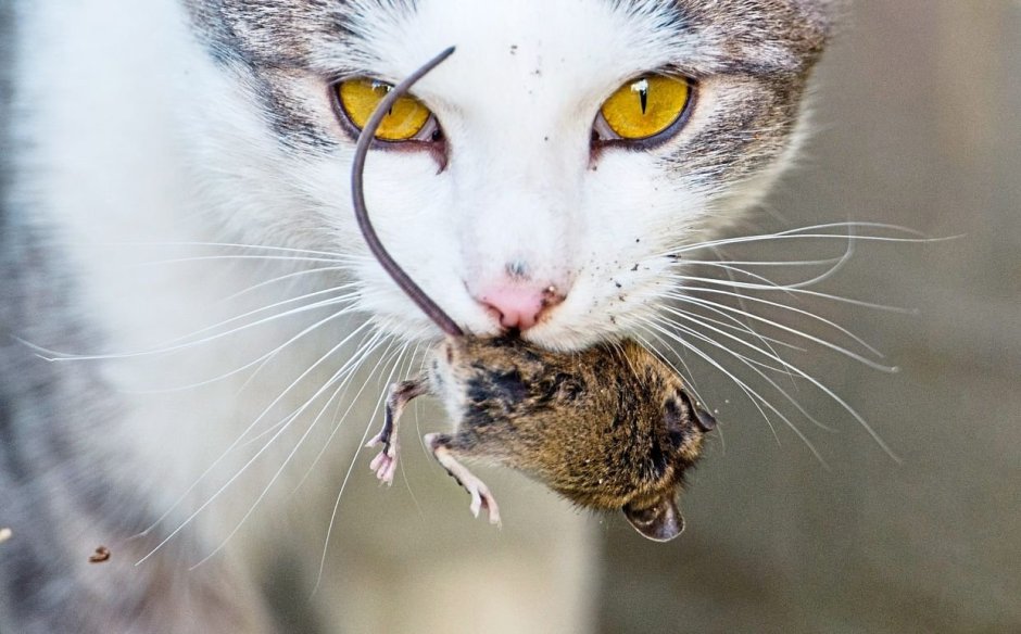 Коты с мышами в зубах
