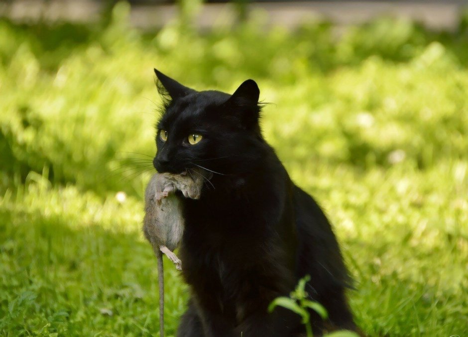 Кошка с птицей в зубах
