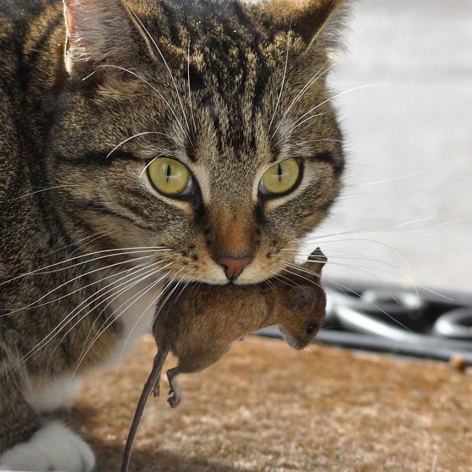 Коты ловят мышей