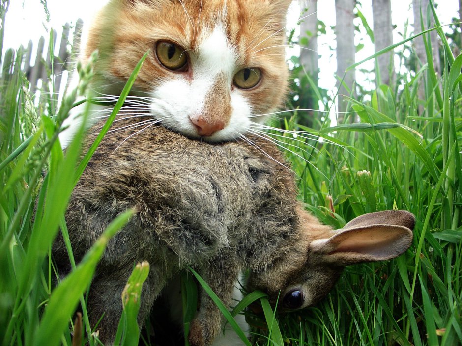 Черная кошка с котятами