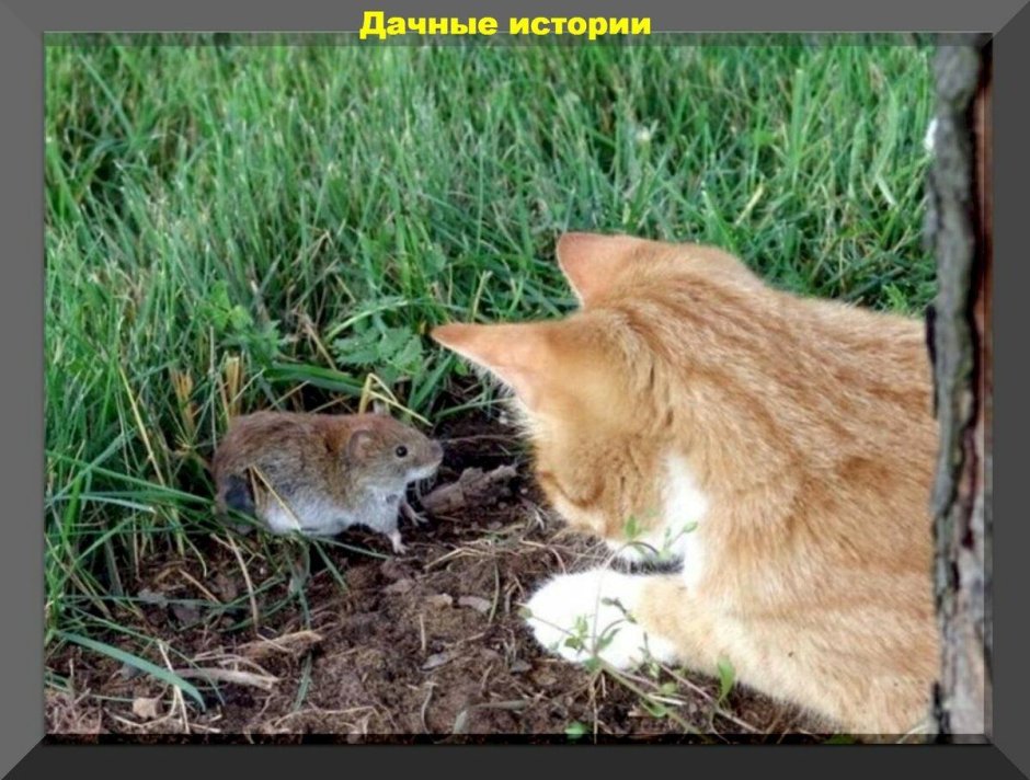 Котенок и мышонок
