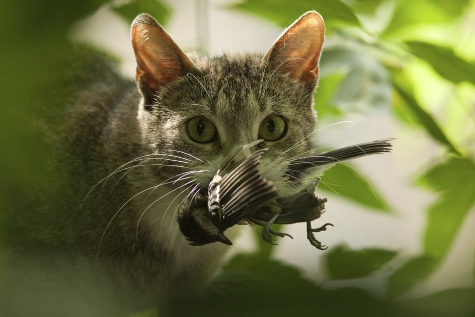 Коты Воители Крутобок и Серебрянка