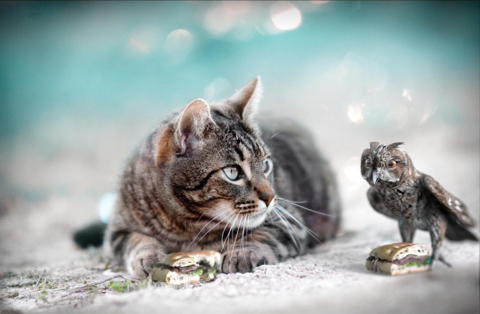 Птички для кошек