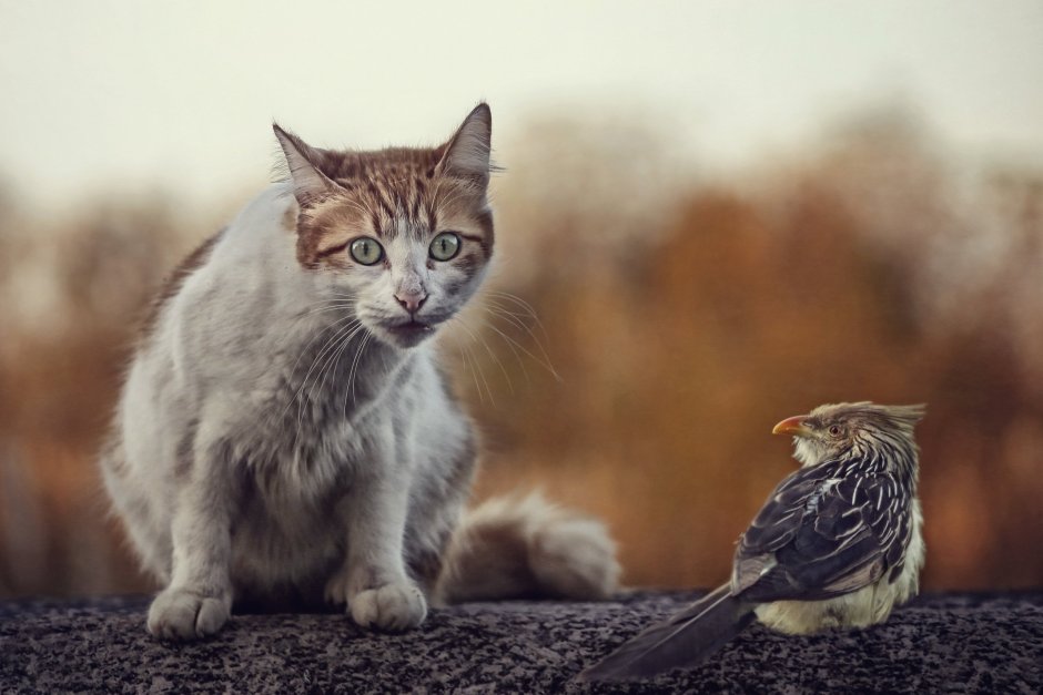 Кот и Воробей