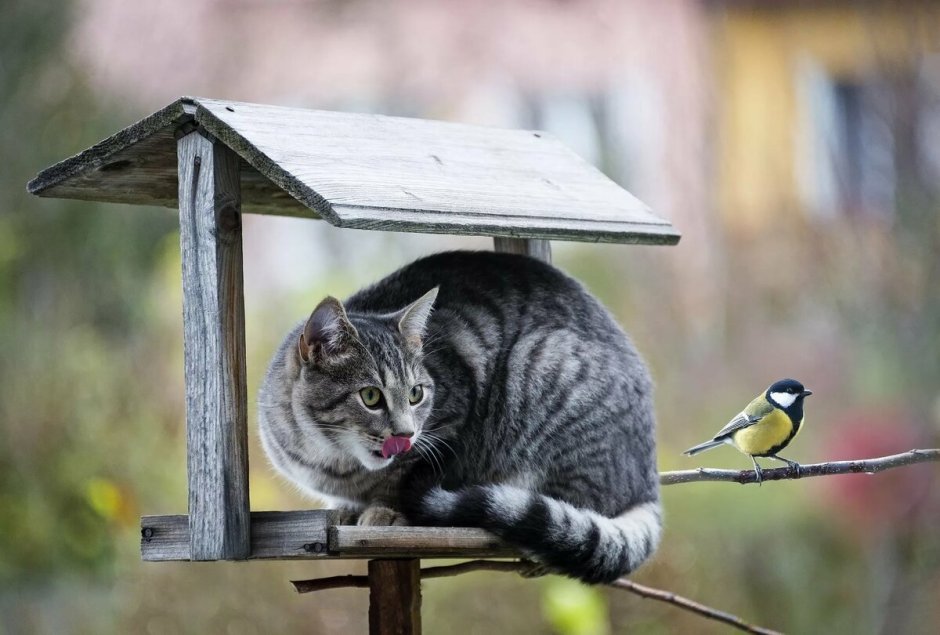 Птички для кошек