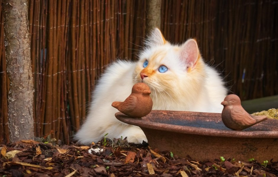 Коты Воители Листвичка