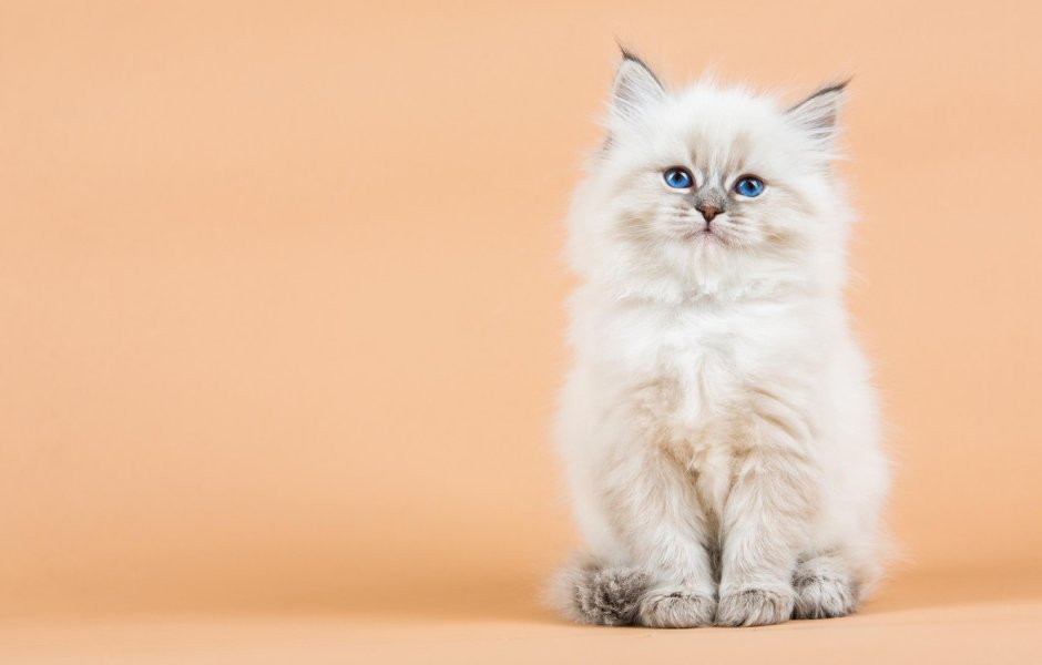 Котики на бежевом фоне