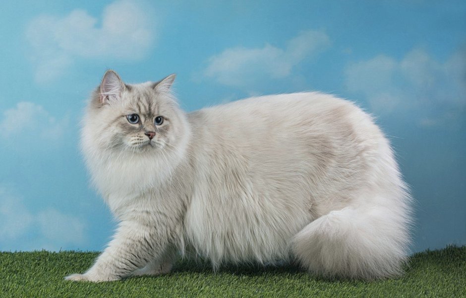 Сибирская маскарадная кошка