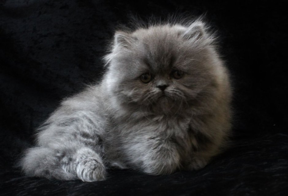 Котята персидские полуперсы