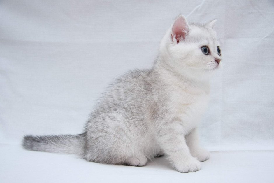Британская короткошёрстная шиншилла