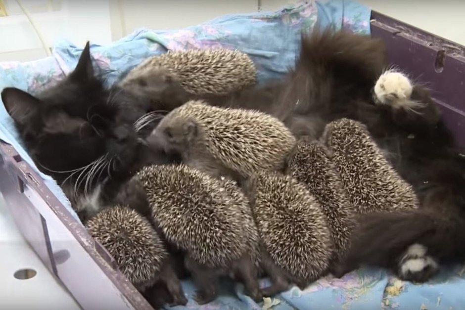 Бенгальский кот и кошка
